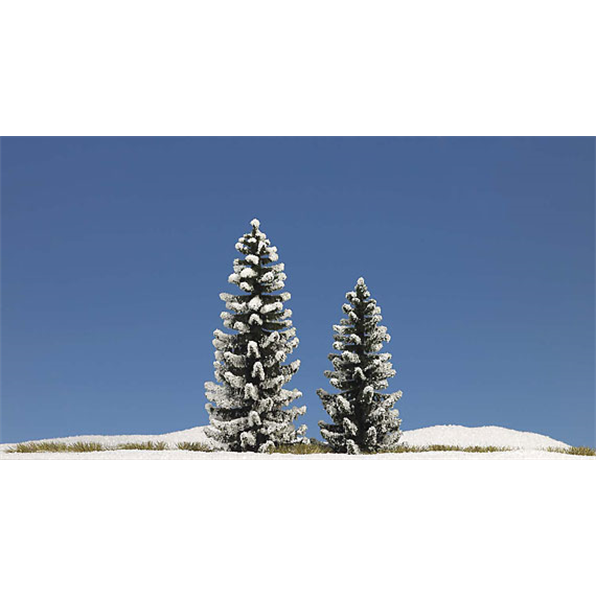 Snow Covered Spruce 2