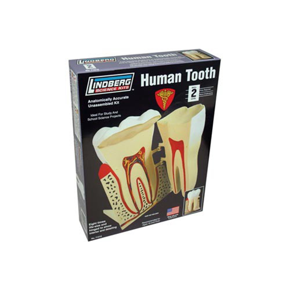 Human Tooth