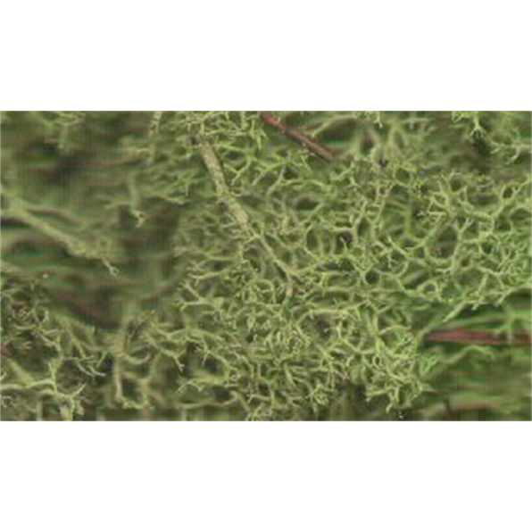 Light Green Lichen (x12)